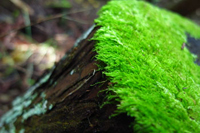 第1話・奥多摩に入門する