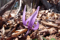 第10話・御前山〜大岳山縦走