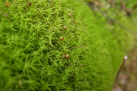 第58話・ハンノキ尾根、イソツネ山