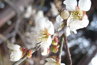 第8話・吉野梅郷