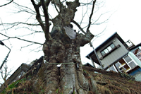 東京巨木めぐり