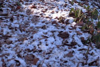 雪と落ち葉