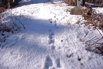 雪の足跡