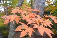 紅葉