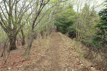 棒ノ折山からゴンジリ峠の登山道