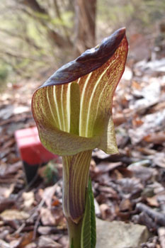 ミミガタテンナンショウ