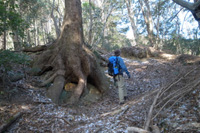 日の出山北尾根