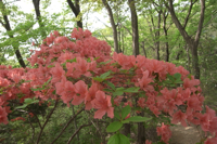 日の出山北尾根