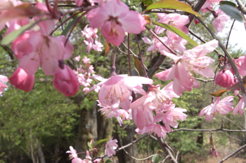 神路橋が見えてくる。