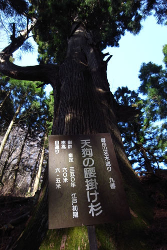 天狗の腰掛け杉