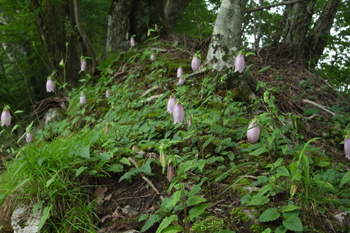 ヤマホタルブクロ