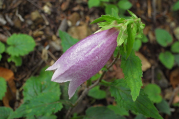 ヤマホタルブクロ