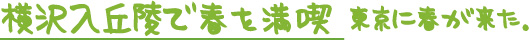 横沢入で春を満喫