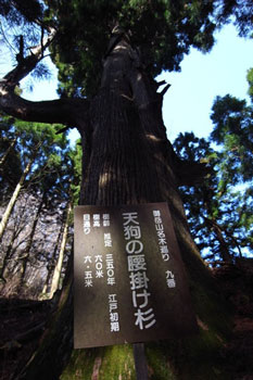 天狗の腰掛け杉