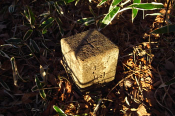 スタバのエスプレッソ豆